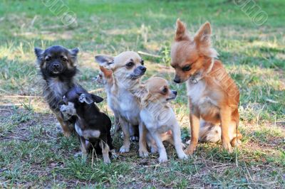 five chihuahuas