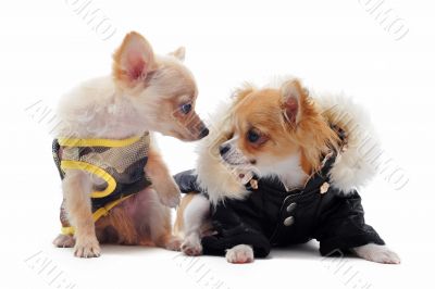two chihuahuas