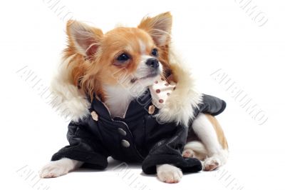 chihuahua dressed