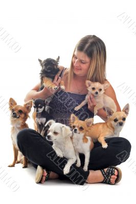 girl and chihuahuas