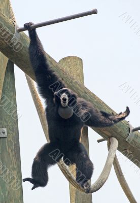 Monkey