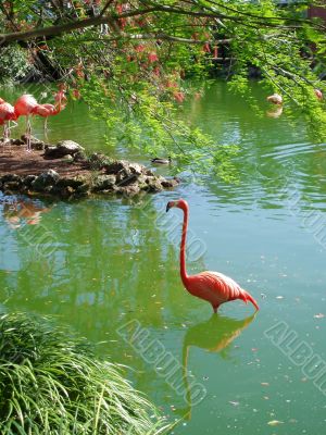 Flamingo