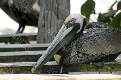 Pelican