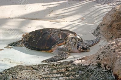 Turtle