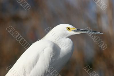 White Bird