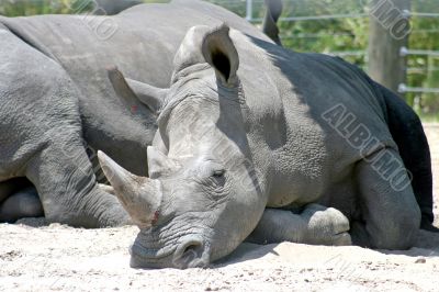 Rhino