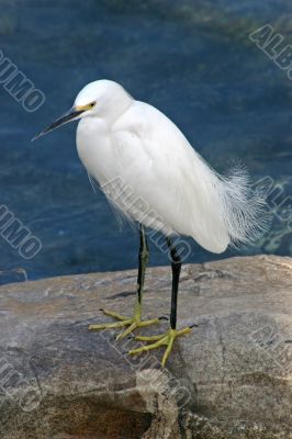 White Bird