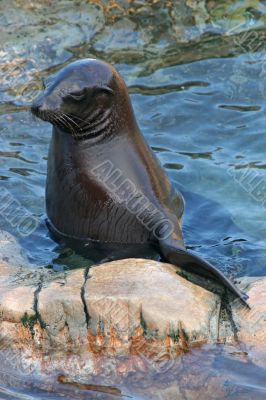 Seal Resting