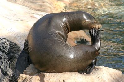 Seal Resting