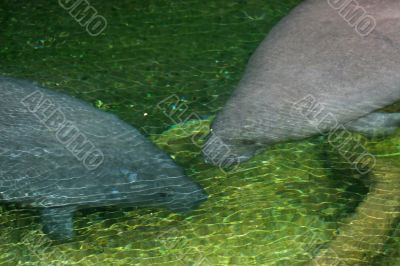 Manatees