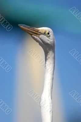 White Bird