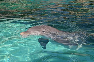 Dolphin
