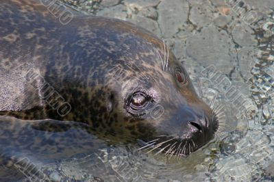 Seal Face