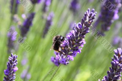 bumble bee on lavender