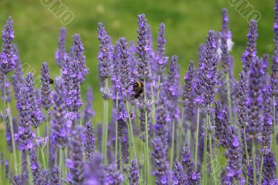 bumble bee on lavender