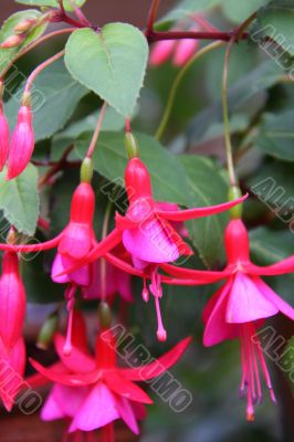 fuchsia