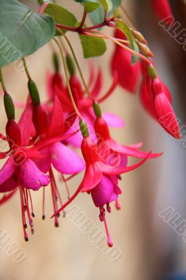 fuchsia