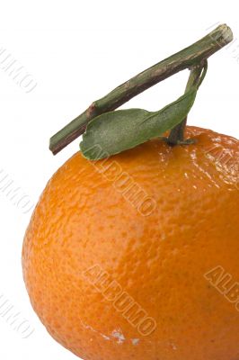 Orange Tangerine
