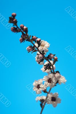 Tea tree