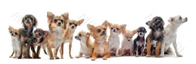 seven chihuahuas