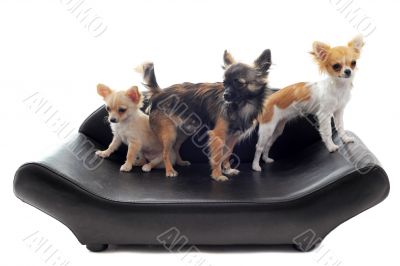 chihuahuas on sofa