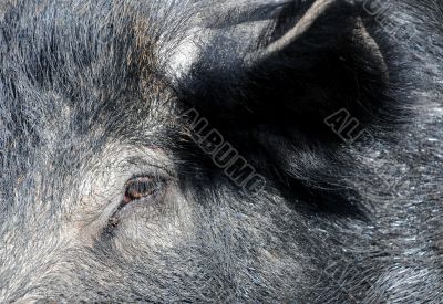 Wild Boar Neb