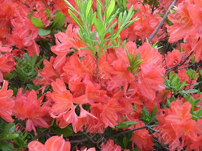 Rosy rhododendron