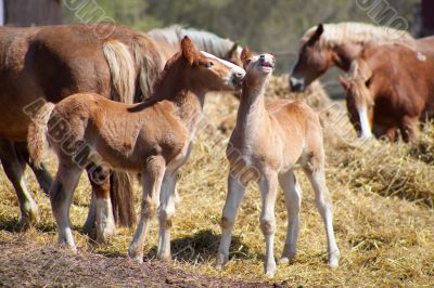 horse kiss