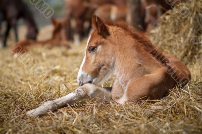 little colt 