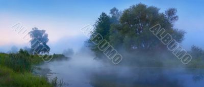 Fog and trees