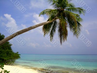 Palm tree over the water