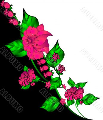 The White background with wild rose