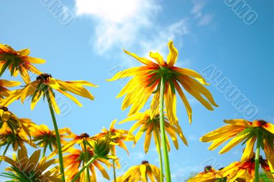 Yellow flowers