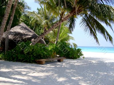 Palms and sea