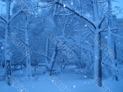 Snow and trees