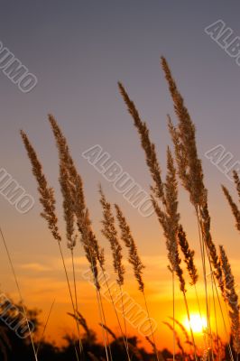Sunset in desert