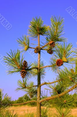 A small pine tree with cones