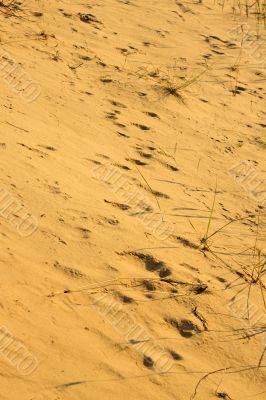 Yellow desert sand