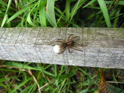 a spider