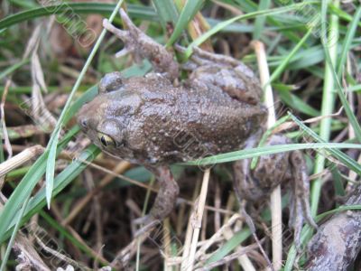 frog in the grass