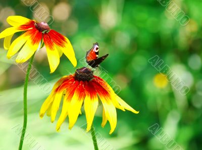 Butterfly Inachis Io On Yellow Flower