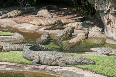 Alligators