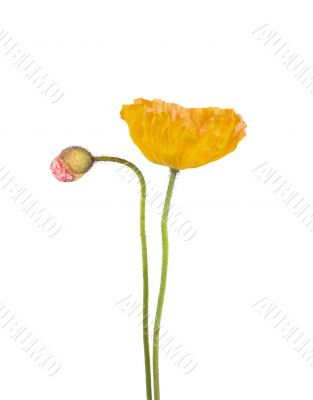 Poppy