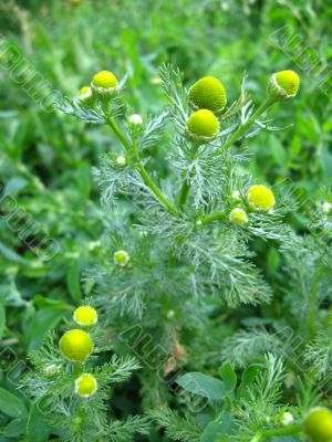 wild chamomile