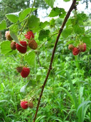 the raspberry 
