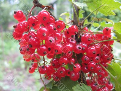 redcurrant