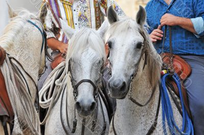 camargue horses