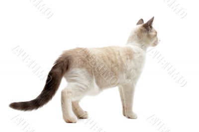 back view of Siamese kitten