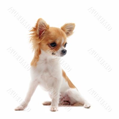 puppy chihuahua