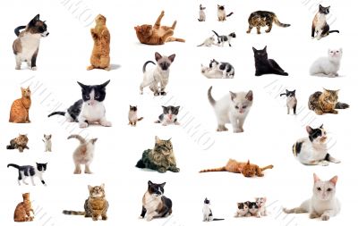cats in studio